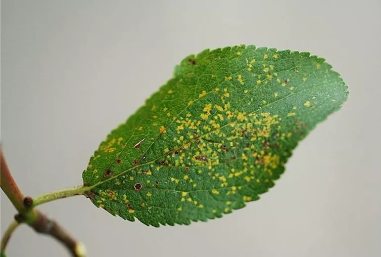 Pflaume_rost2
