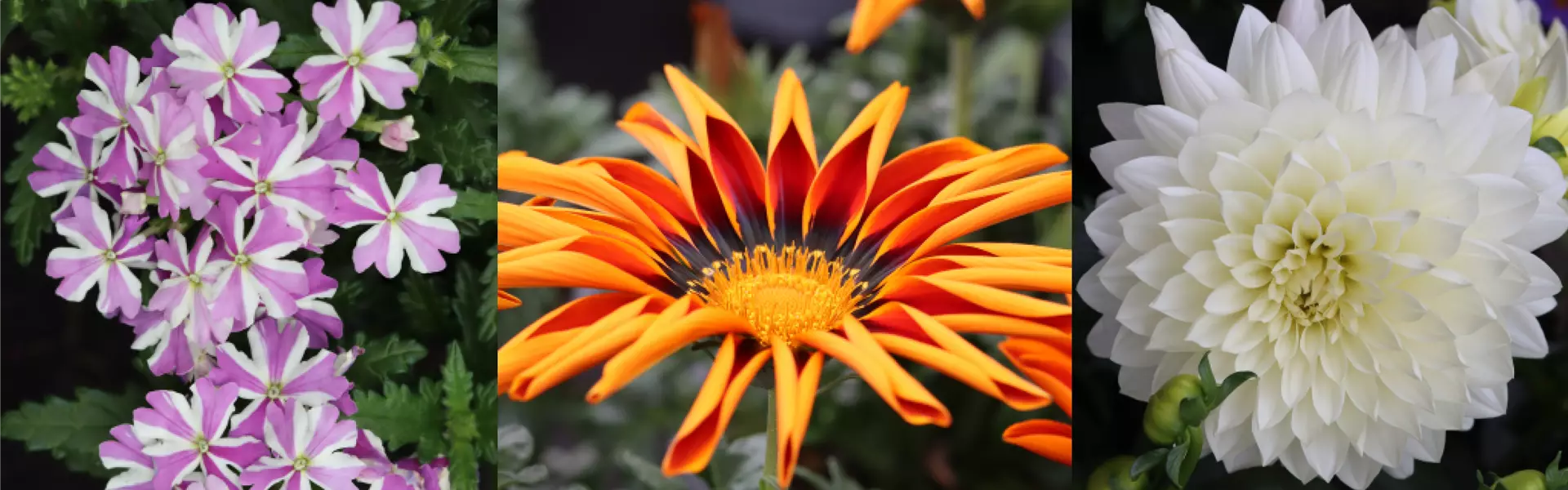 layout_960_610px-www