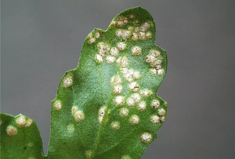 Dendranthemarost1-800x600