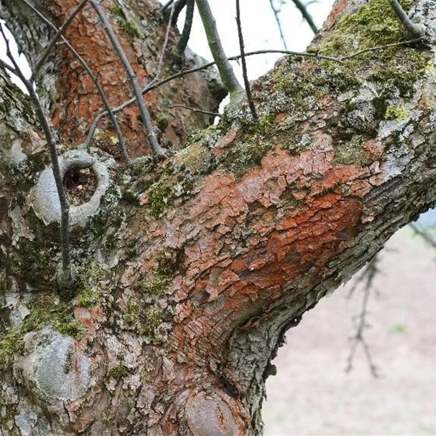 Rotbraune Algenbeläge