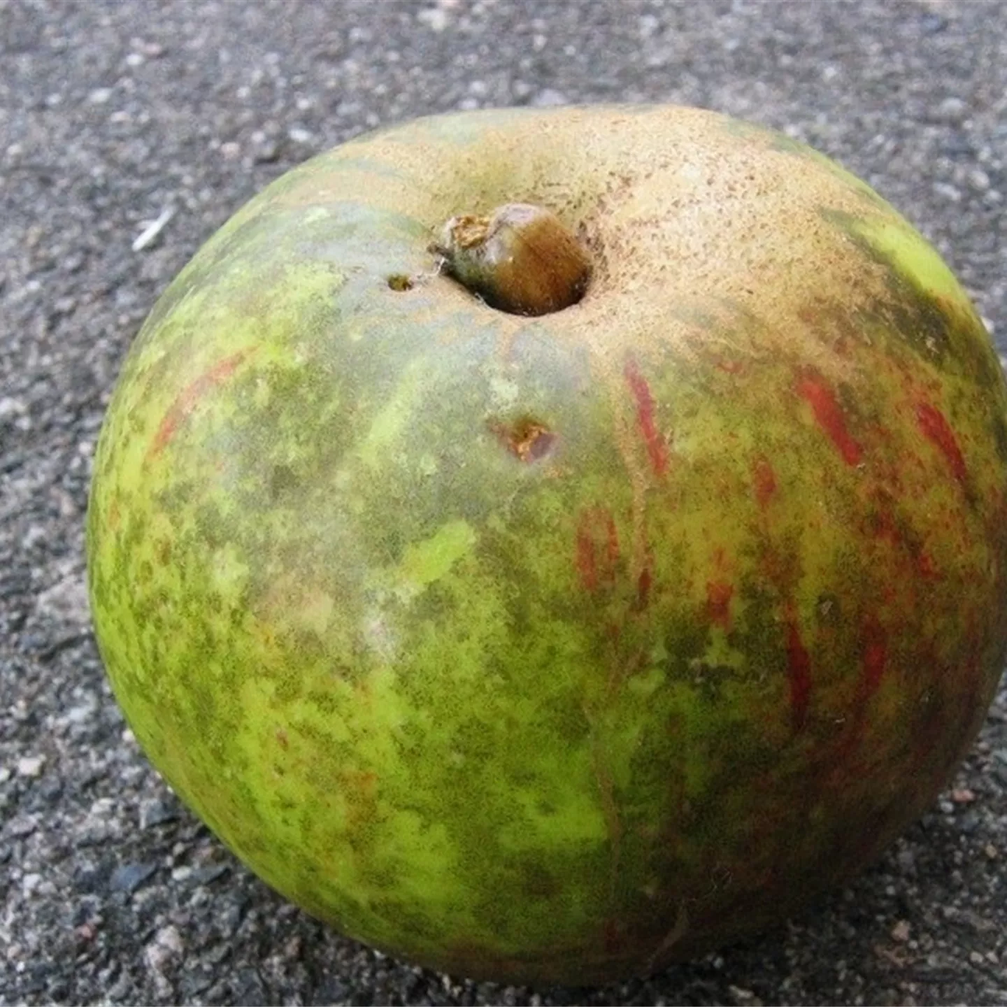 Rußfleckenkrankheit bei Äpfeln