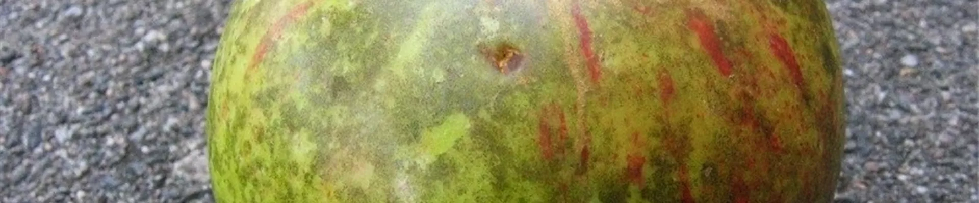 Apfelrußfleck1-800x600