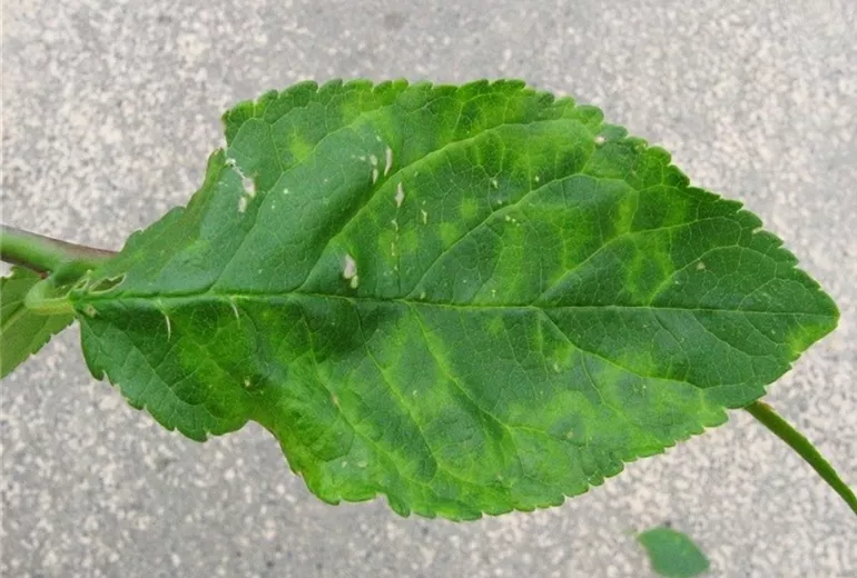 Pflaumescharka2-800x600