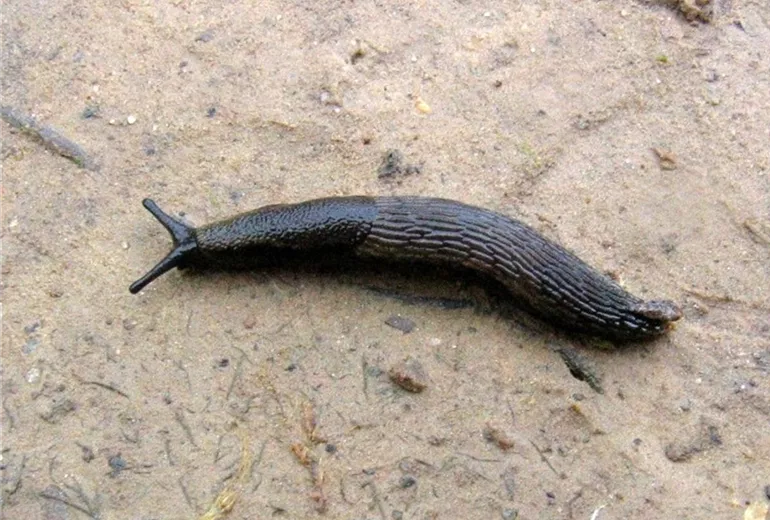 Schneckearionhortensis1