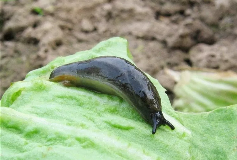 Schneckearionhortensis2-800x600