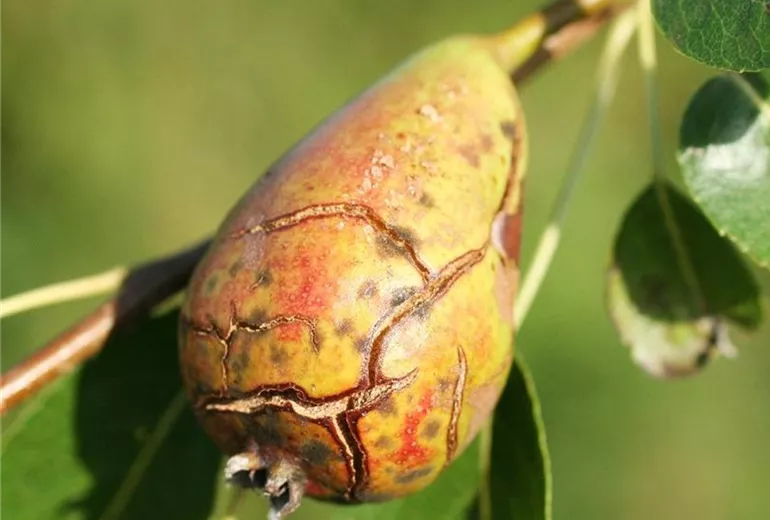 Birne_schorf_frucht1-800x600