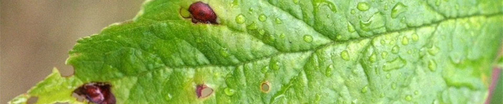 Pflaumeschrotschuss1-800x600