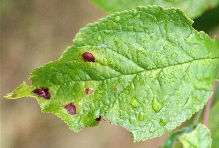 Pflaumeschrotschuss1-800x600