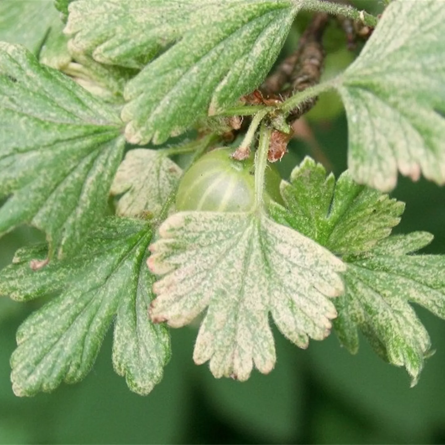 Spinnmilben an Stachelbeeren