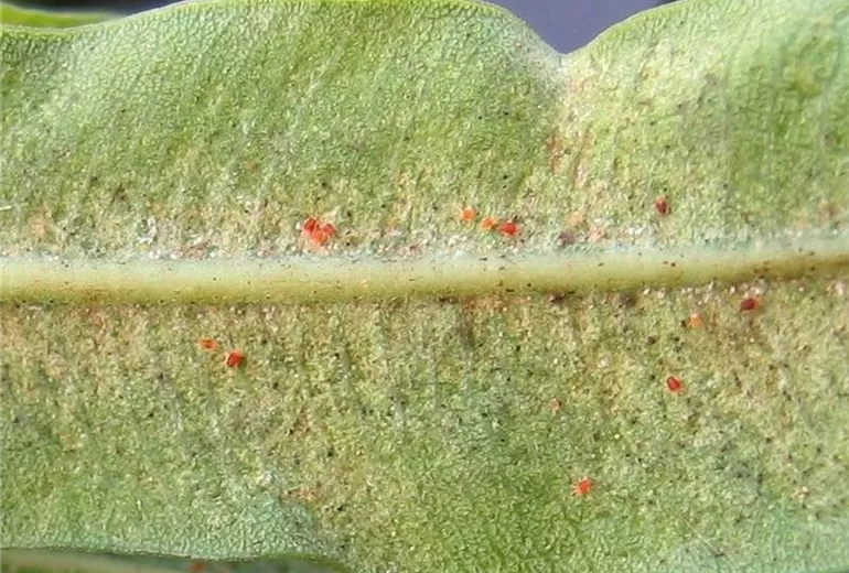 Neriumspinnmilbe1-800x600