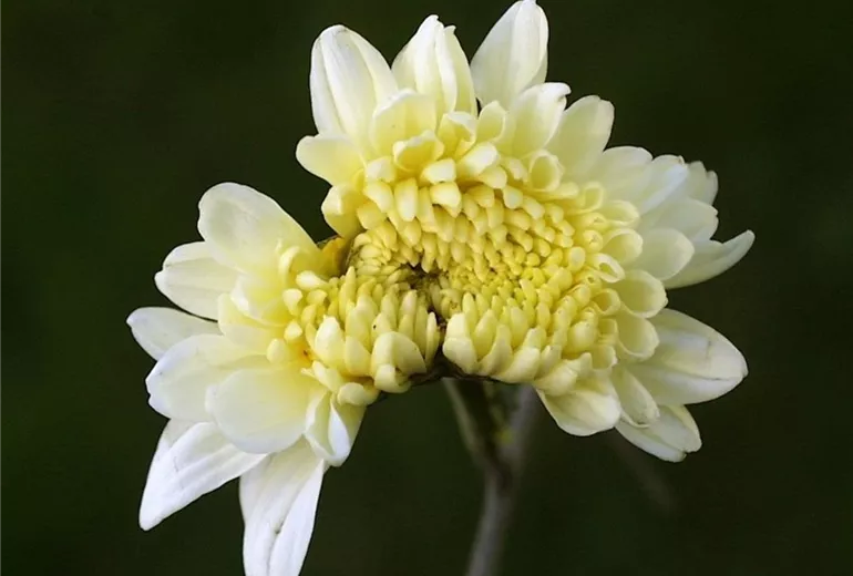 Dendranthemawanzeschadbild2-800x600