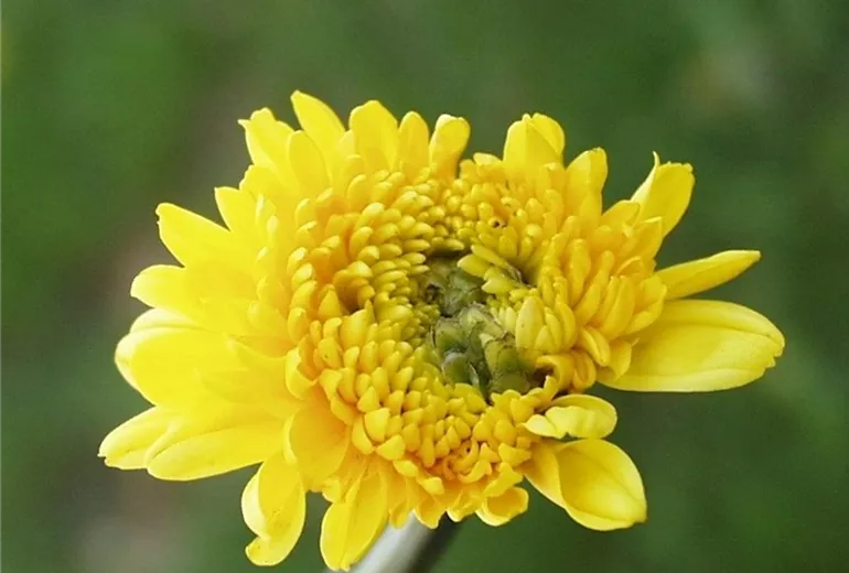 Dendranthemawanzeschadbild3-800x600
