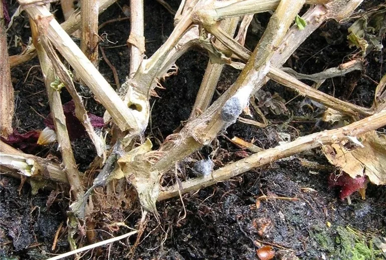 Staengelfaeulesclerotinia1-800x600