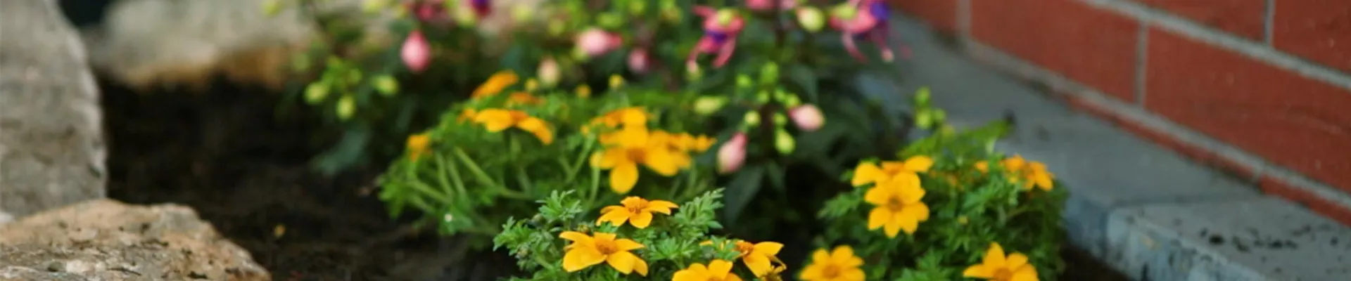 Goldmarie - Einpflanzen in den Garten (Thumbnail)