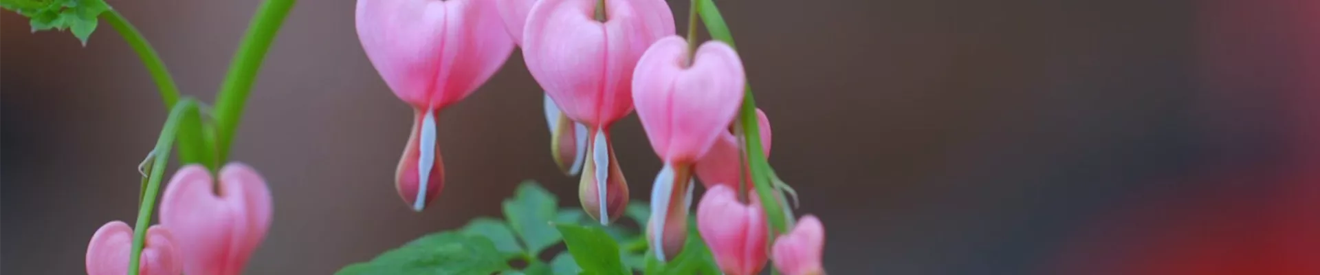 Tränendes Herz - Einpflanzen im Garten (Thumbnail)